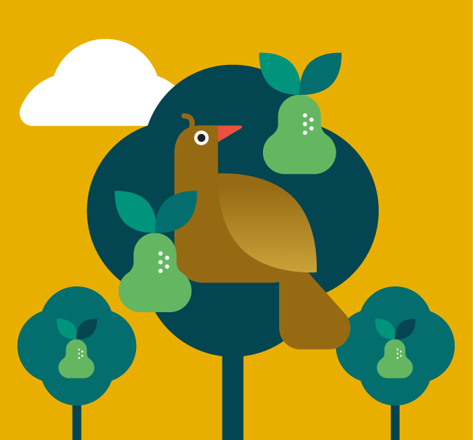 Partridge in a pear tree illustration