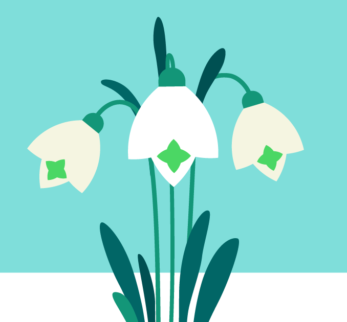 Snowdrops illustration