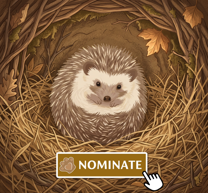 Hedgehog Illustrations