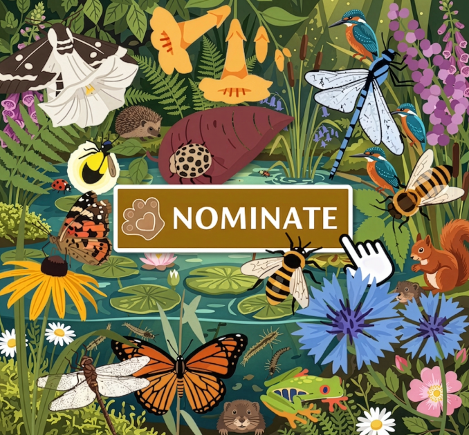 Wildlife Animals Illustrations